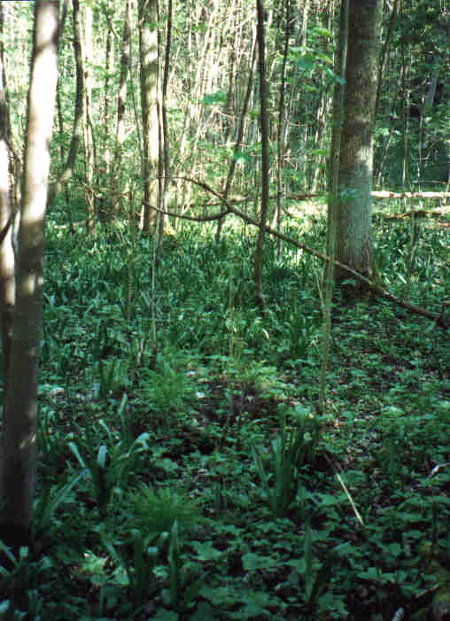 Auwald 1