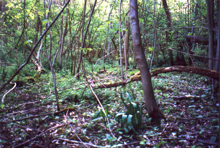 Auwald 2