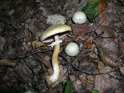 Anis-Champignon