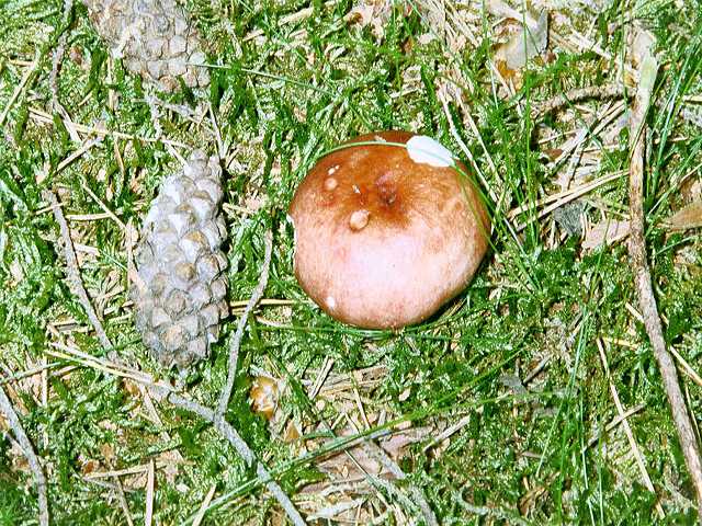 Apfeltubling