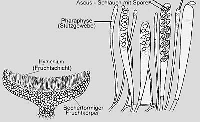 Asci und Paraphysen