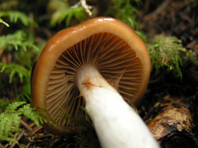 Blaustiel-Schleimfuß