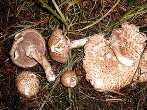 Kleiner Blutchampignon