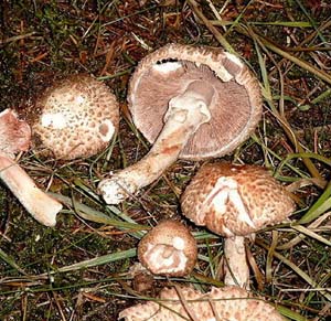 Kleiner Blutchampignon 
