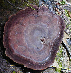 Dauerporling
