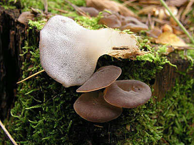 Eiszahn