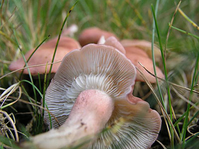 Fleischroter Schönkopf