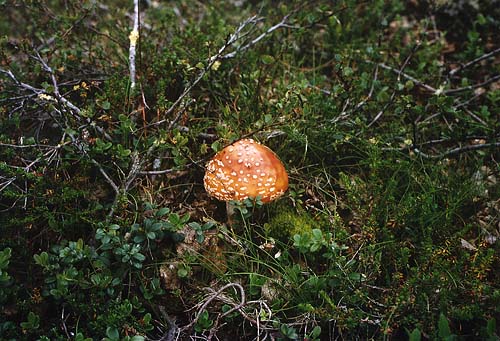 Fliegenpilz