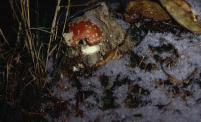 Fliegenpilz