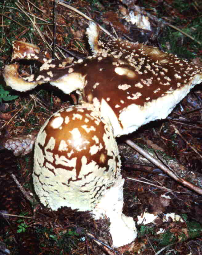 Königsfliegenpilz