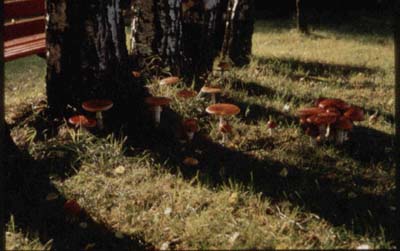 Fliegenpilz