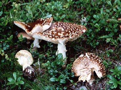 Fliegenpilz