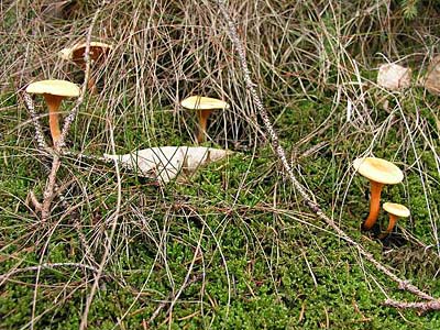 Falscher Pfifferling