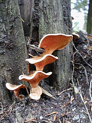Falscher Pfifferling
