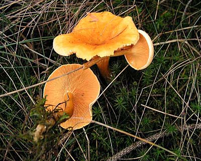 Falscher Pfifferling