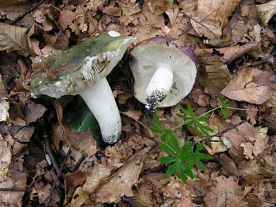 Speisetäubling