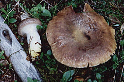 Kuhmaul / Großer Gelbfuß