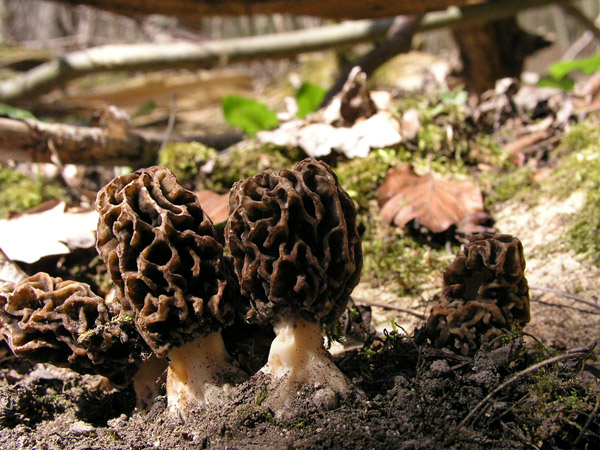 Speisemorchel