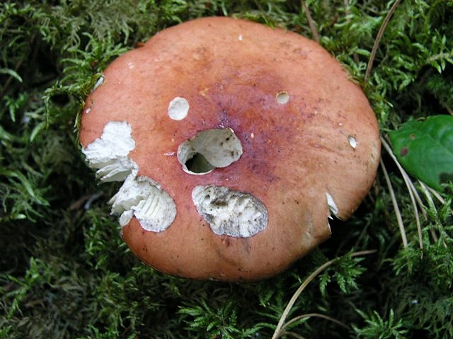 Orangeroter Graustiel-Täubling
