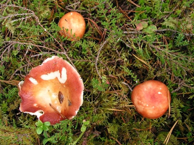 Apfeltäubling