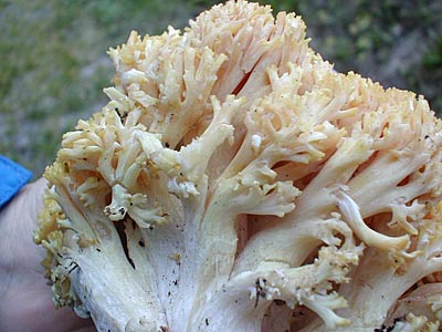 Dreifarbige Koralle