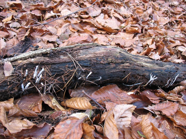 Geweihförmige Holzkeule