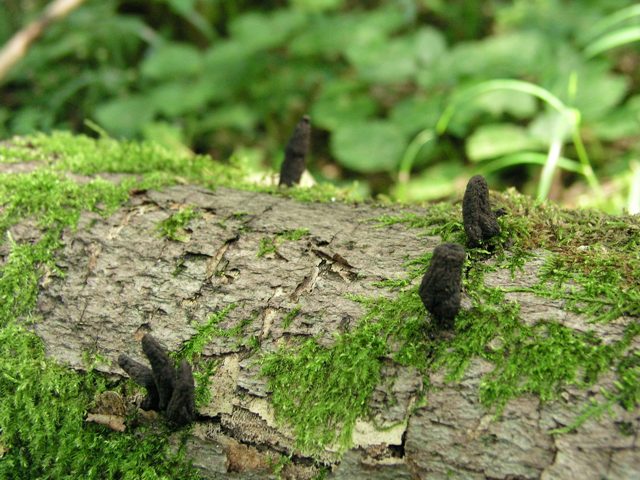 Vielgestaltige Holzkeule