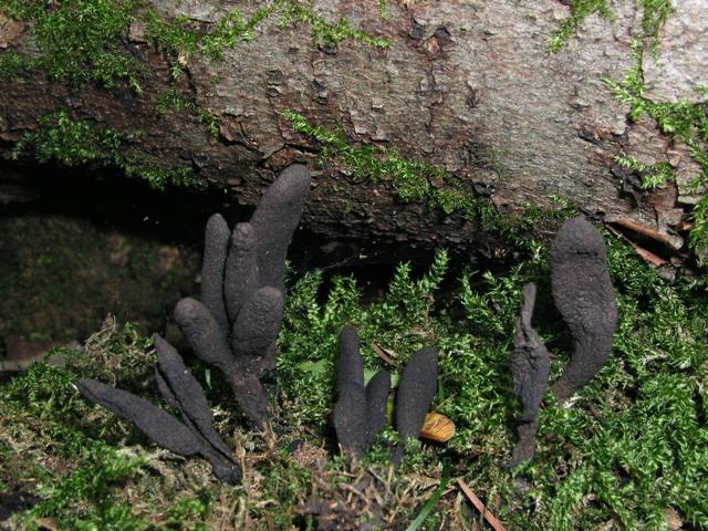 Vielgestaltige Holzkeule