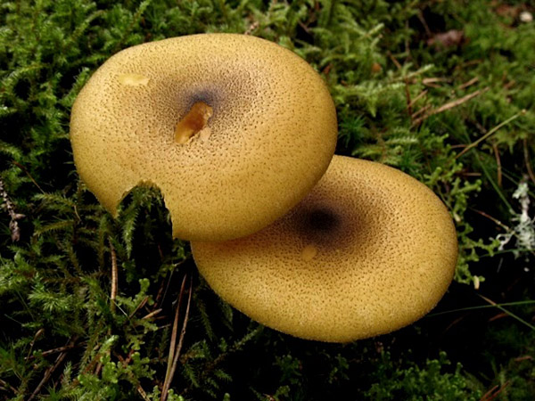 Olivgelber Holzritterling