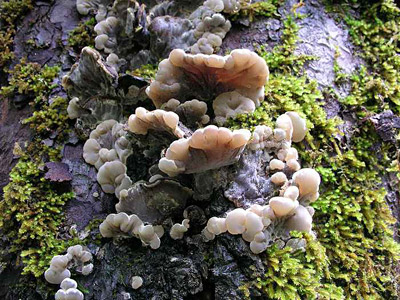 Gezonter Ohrlappenpilz