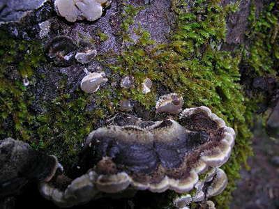 Gezonter Ohrlappenpilz
