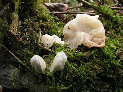 Judasohr (Albinoform)