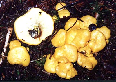Pfifferling