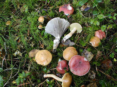 Kuhröhrling