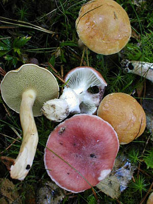 rosenroter Gelbfuß