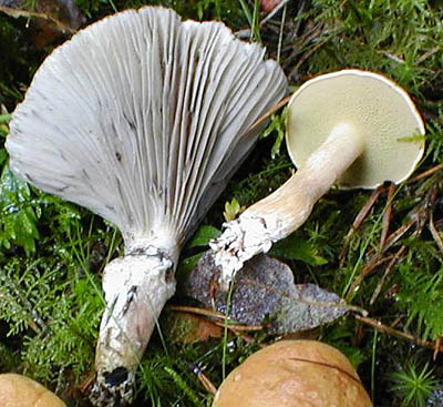 Kuhröhrling