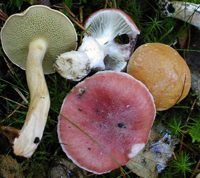 rosenroter Gelbfuß