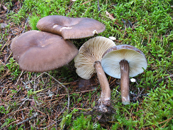 Mohrenkopf-Milchling