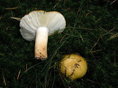 Ockertäubling