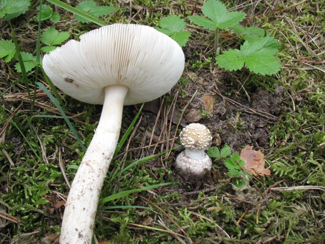 Pantherpilz