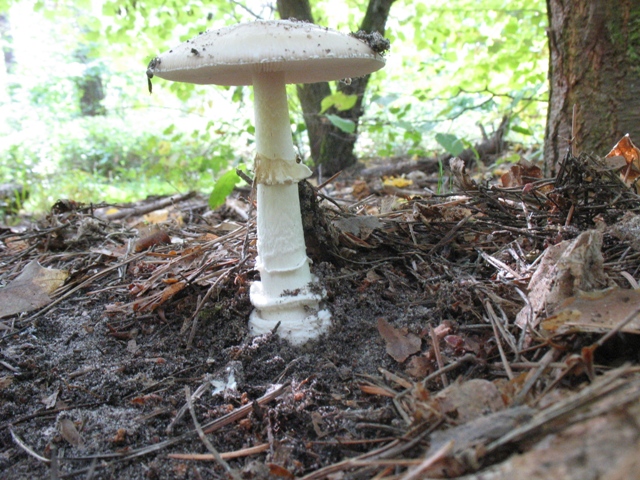 Pantherpilz