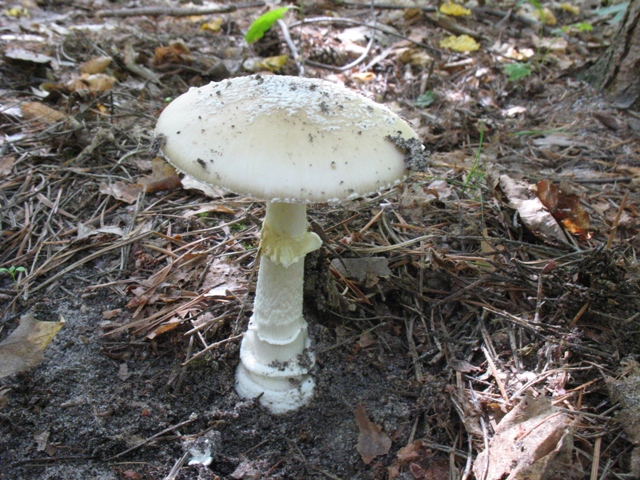 Pantherpilz