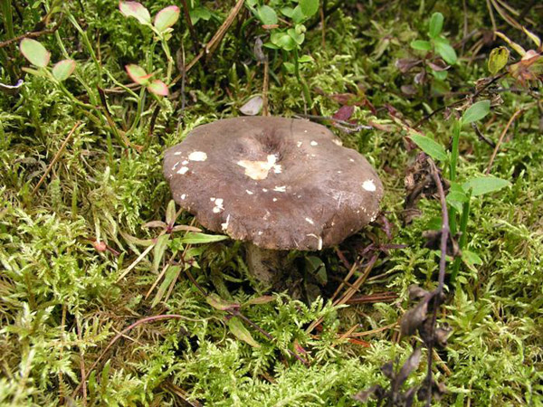 Pechschwarzer Milchling