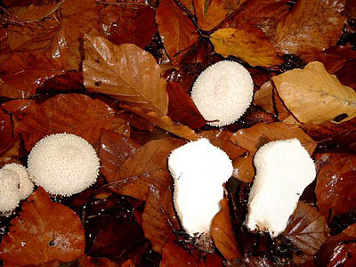 Flaschenbovist / Flaschenstäubling