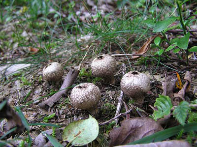 Flaschenbovist / Flaschenstäublinge