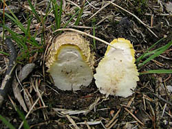 Durchschnitt Fliegenpilz