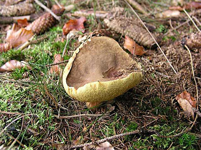 Rotfuß-Röhrling