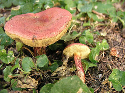 Blutroter Röhrling