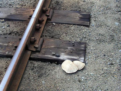Schuppiger Sägeblättling