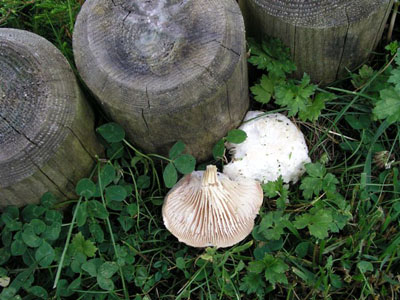 Schuppiger Sägeblättling